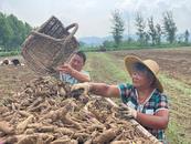 淮北市杜集區(qū)石臺(tái)鎮(zhèn)：白芷飄香地生“金”