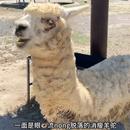 南通森林野生動物園區(qū)對生病羊駝不管不顧？動物園：在給受傷羊駝治療，不存在區(qū)別對待