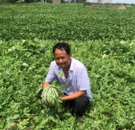 助農(nóng)賣瓜在行動(dòng) 合肥鏈家貢獻(xiàn)企業(yè)力量