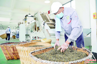 聯農強茶業 帶農促增收