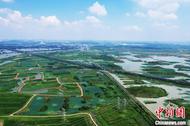 合肥的綠色轉型：巢湖之畔生態與經濟雙重奏