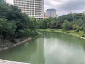 合肥中山路橋塘西河岸坡邊很難看到垃圾了，已安裝多個監控探頭