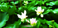 降雨“多點(diǎn)開(kāi)花” ，阜陽(yáng)高溫暫緩