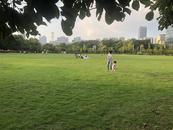 合肥杏花公園大草坪重新向市民“敞開懷抱” 下一步將科學規劃草坪“輪休”時間