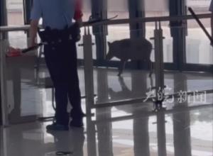 野猪闯入江西赣州一火车站 撞破玻璃 
车站工作人员:消防已处置,无人员受伤