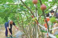 无花果开出“致富花”