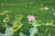 安慶經(jīng)開區(qū)老峰鎮(zhèn)：荷花綻放  美在當(dāng)“夏”