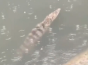 廣州一河涌發現鱷魚！