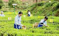 水玉兰：茶境 心境