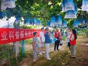 淮北市杜集區(qū)高岳街道開展“科技助農(nóng)業(yè)科普 服務(wù)進鄉(xiāng)村”宣傳活動