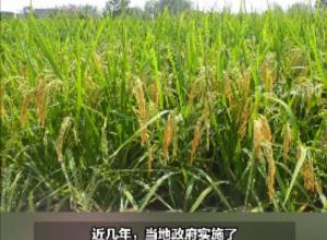 我看身边新变化
利辛县苏湾村：旱田改水田 
一块田里收麦又收稻