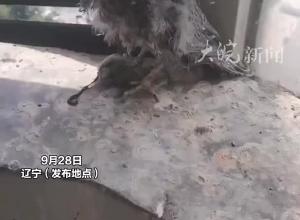 第一只长得已经够潦草了 没想到第二只有过之无不及 “这就是课本中的寒号鸟吧”
