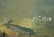 已滅絕近4.36億年！重慶秀山考古發現“雙叉苗家魚”