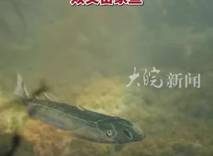 已灭绝近4.36亿年！重庆秀山考古发现“双叉苗家鱼”