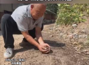 河南一地约300万只蜜蜂离奇死亡？ 
养蜂人怀疑系中毒 当地政府部门介入调查