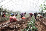 淮北市杜集區礦山集街道：草莓移栽鋪就“致富路”