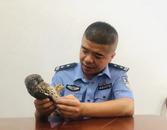 二級保護動物紅隼受傷無法飛行被及時救助
