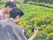 千里躍進大別山｜麻城菊花開出百姓“致富花”
