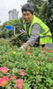 淮南城區(qū)道路交口草花改造   為城市增色添彩