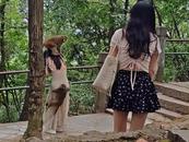 ?女游客黔靈山遭遇猴群騷擾   公園管理處回應：猴子都是野生的