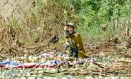  Changfeng, Anhui: Ten thousand mu of lotus roots welcome the harvest. Farmers are busy picking up lotus roots