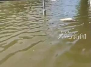 河南永城洪水持续多日？回应：受台风暴雨及地势低影响，全市正在积极应对处置中 