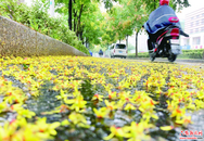 風(fēng)雨送秋至花落遍地“金”