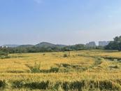 宜秀區(qū)大龍山鎮(zhèn)永安社區(qū)：稻香四溢好“豐”景 繪出振興多彩畫卷