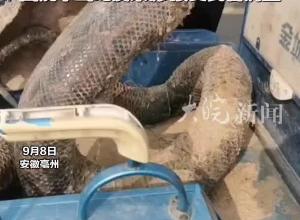大爷带着巨型蛇皮来到药博会现场引起围观 “因说不出蛇皮来源 接受民警调查”