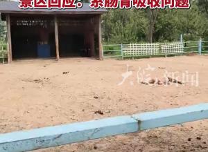 山东泰安一动物乐园部分动物瘦骨嶙峋景区回应：系肠胃吸收问题