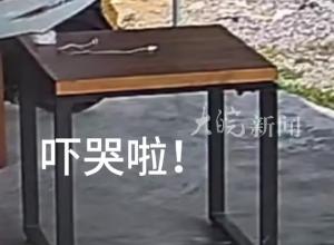 大蛇突然出现爬进房间 男子被吓得跳上沙发尖叫飞奔出门 “不敢走地面 当时已经没有退路了”
