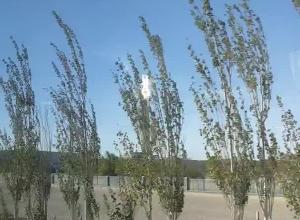 敦煌市光电产业园区光热发电 一排排巨大的定日镜整齐排列 260米高的吸热塔引人注目