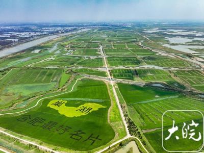 河湖之约 向“新”同行｜ 水清岸绿 肥东十八联圩生态湿地修复见成效