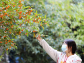 今秋合肥桂花為何還不飄香？專家：此前受高溫影響 預計國慶迎來花期