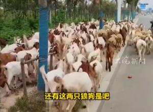 “羊咩咩”集体悠闲过马路 
到路对面“遛弯”吃草