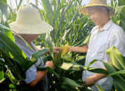 新技術取得突破！五河縣玉米密植滴灌高產技術試驗示范基地產量遠超預期