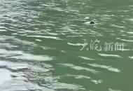 女孩落水情況危急 江邊四人巧用魚竿 鉤住衣服 成功救起