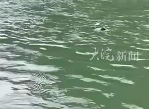 女孩落水情况危急 江边四人巧用鱼竿 钩住衣服 成功救起