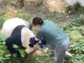  The panda attacked the keeper Chongqing Zoo responded that the keeper was OK and the panda was in good condition