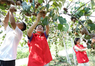 肥西縣銘傳鄉：特色產業助農增收