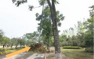 銅陵市住建局市政處：拆除占道桿線 保障群眾安全