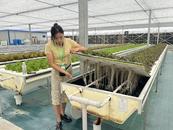 河湖之约 向“新”同行| 肥东桥头集“太空农场” 气雾栽培蔬菜瓜果 