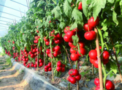 蚌埠：全力打造長三角“大菜籃”供應基地