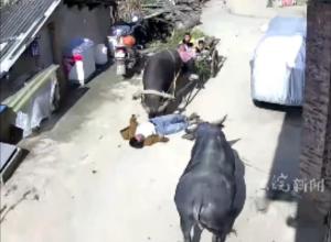 老人为保护两孙子和老伴 
用身体阻拦发飙水牛
 “断了10根肋骨 已脱离危险”