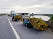 歙縣富堨鎮：打好一枝黃花“殲滅戰”