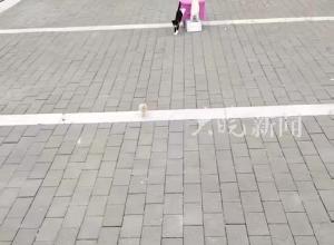 男子将小猫和小鸡训得十分乖巧  上台阶、关门、动作麻利一气呵成  网友：猫我能理解，小鸡怎么做到的？
