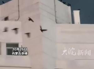 赤峰某医院上空现大量乌鸦，目击者：停留看了20多分钟