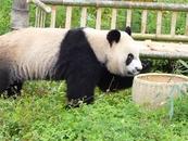 全球唯一圈養棕色大熊貓的長子4歲啦，長相不隨爹！