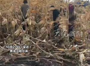 哈尔滨多处玉米地出现尖锐角铁，多台农机被扎胎 警方介入，村民：还有上百亩地没收 干活像扫雷
