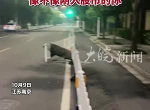 路人偶遇一头野猪被卡护栏，进也进不了，退又退不出，像不像刚入股市的你
